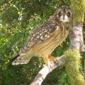 Short Eared Owl Short Eared Owl